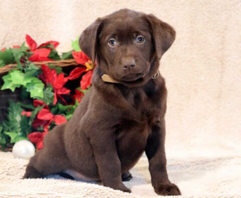 Penny Lab