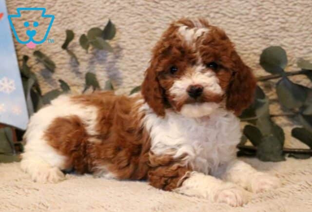 Penny Mini Poodle image
