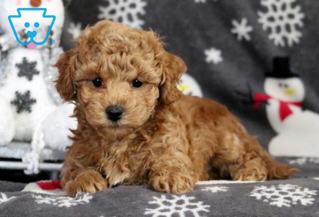 Perry Bichpoo image