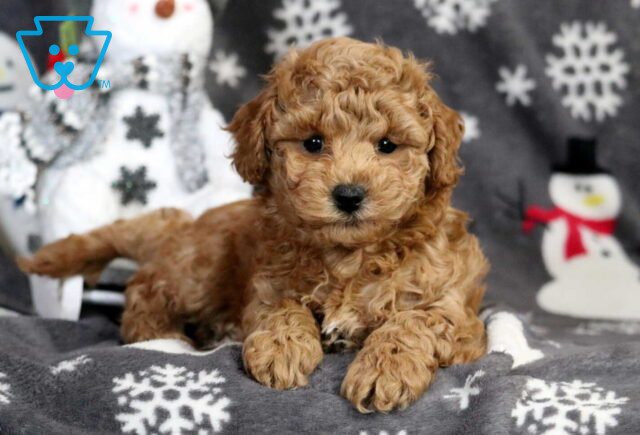 Perry Bichpoo2 image