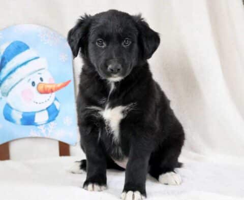 Phoebe Golden Mix