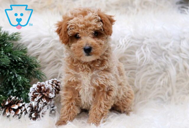 Pickle Toy Poodle image