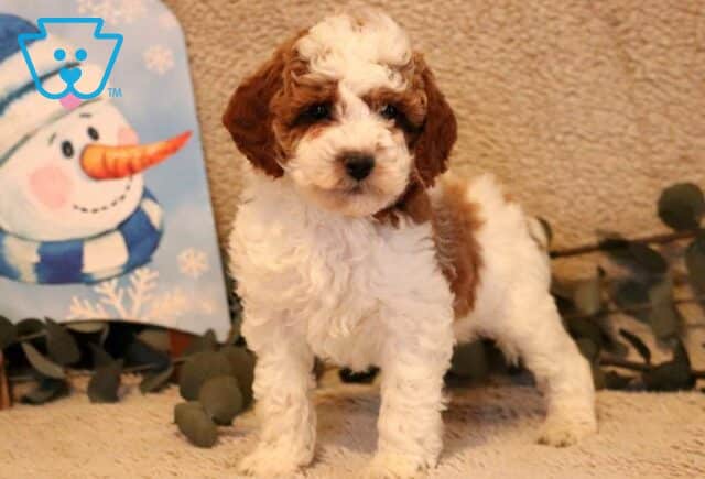 Piper Mini Poodle2 image