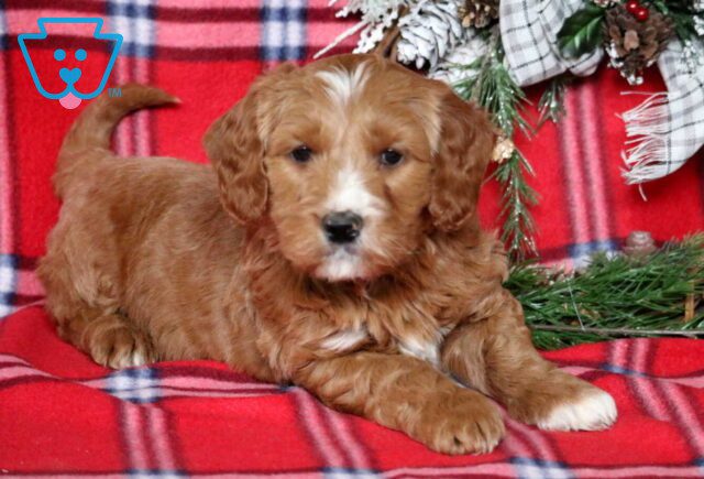 Poe Mini Goldendoodle image