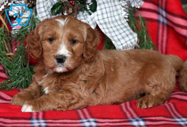 Poe Mini Goldendoodle2 image
