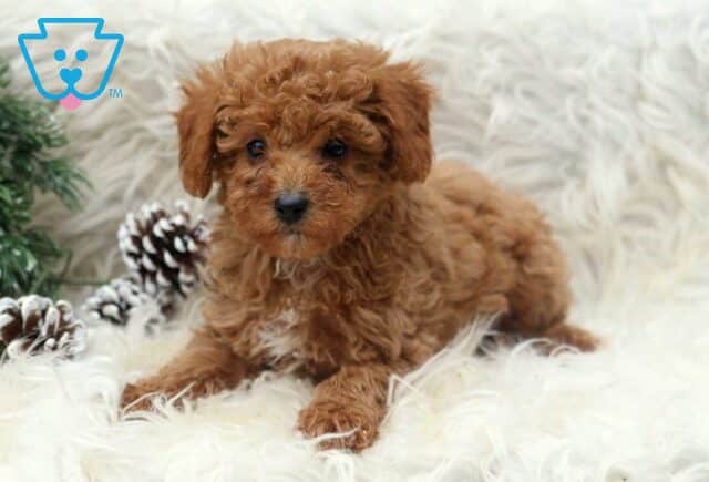 Poe Toy Poodle image