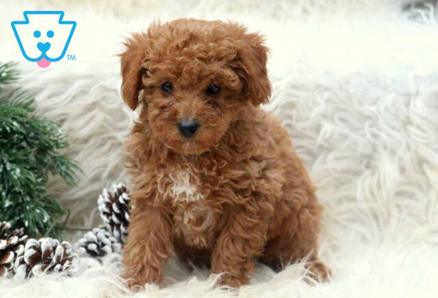 Poe Toy Poodle2 image