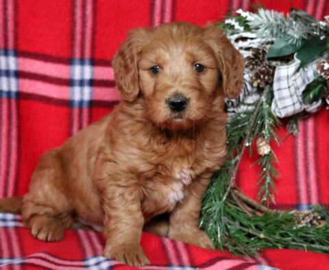 Pooch Mini Goldendoodle