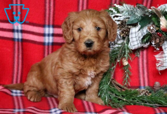 Pooch Mini Goldendoodle image