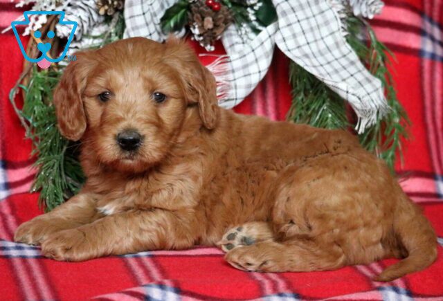 Pooch Mini Goldendoodle2 image