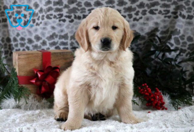 Porkchop Golden image