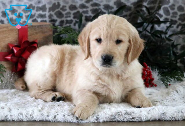 Porkchop Golden2 image