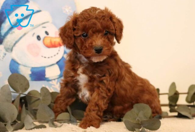 Porsha Mini Poodle image