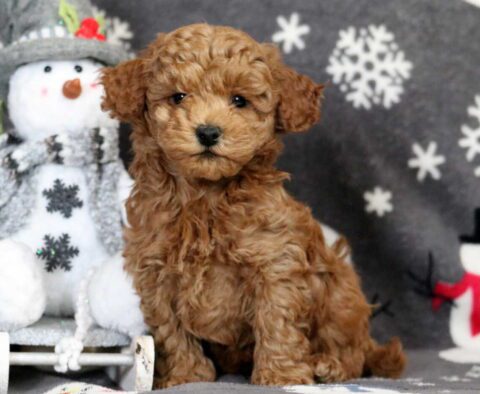 Presley Bichpoo