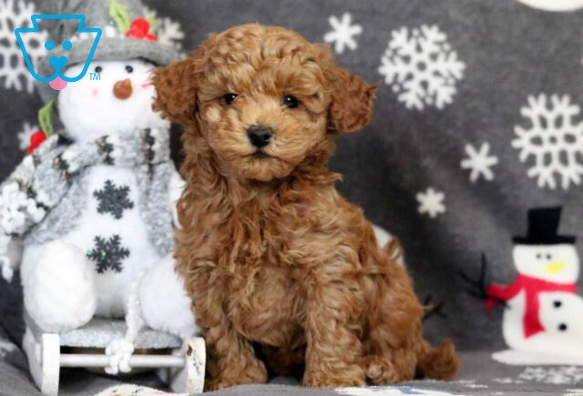 Presley Bichpoo image