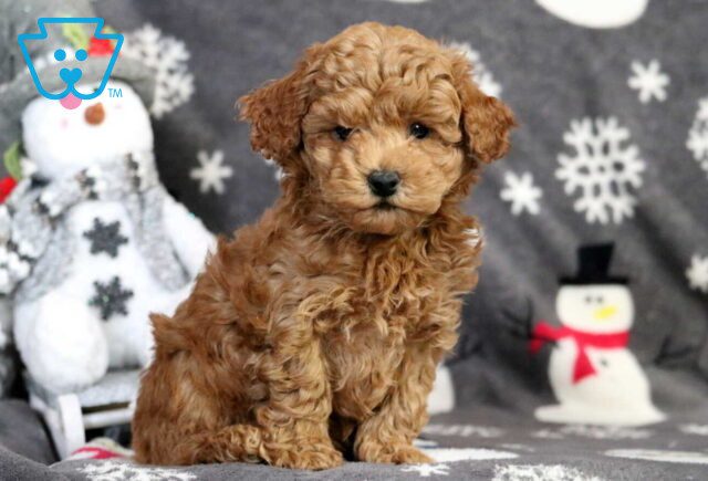 Presley Bichpoo2 image