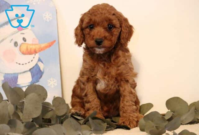 Prince Mini Poodle image
