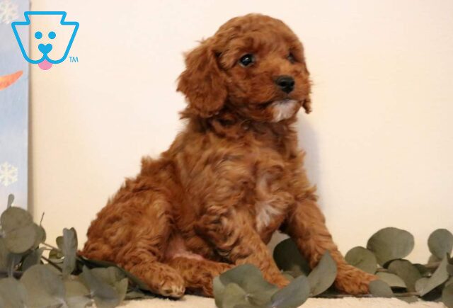 Prince Mini Poodle2 image