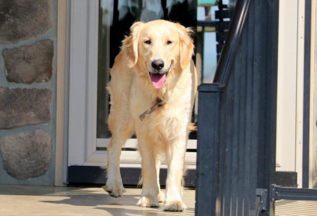 Princess Golden Retriever Paul & Lavina King image