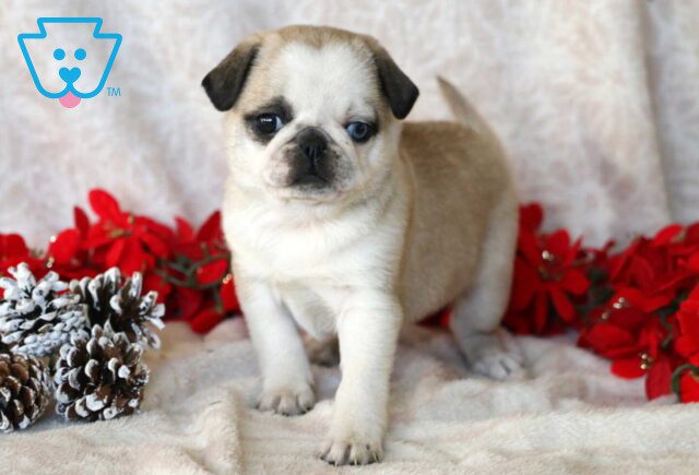 Princess Pug image