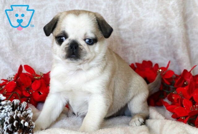 Princess Pug2 image