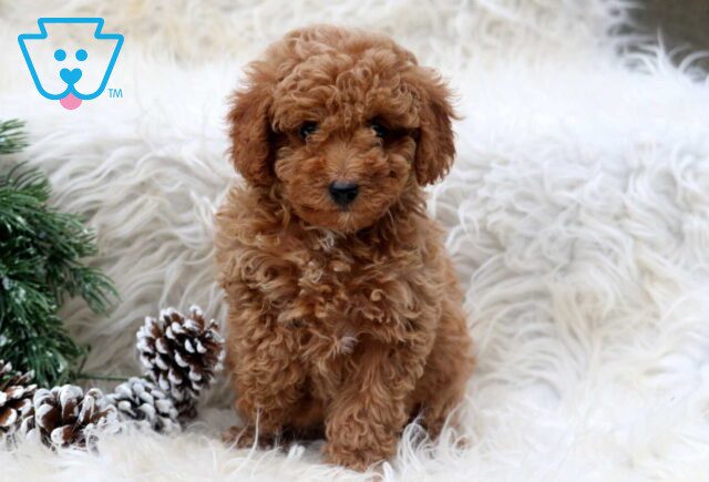 Puddles Toy Poodle image