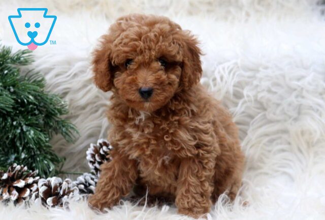 Puddles Toy Poodle2 image