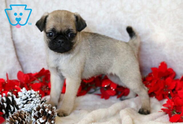 Pudge Pug image