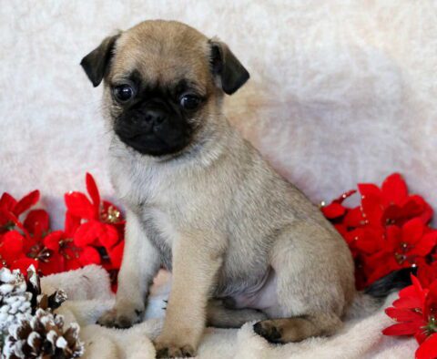 Pudge Pug2