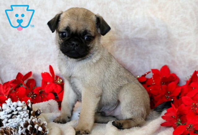 Pudge Pug2 image