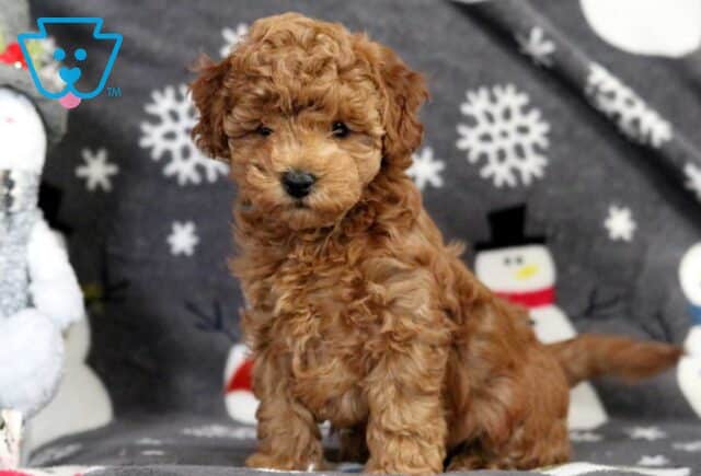 Pupcake Bichpoo image