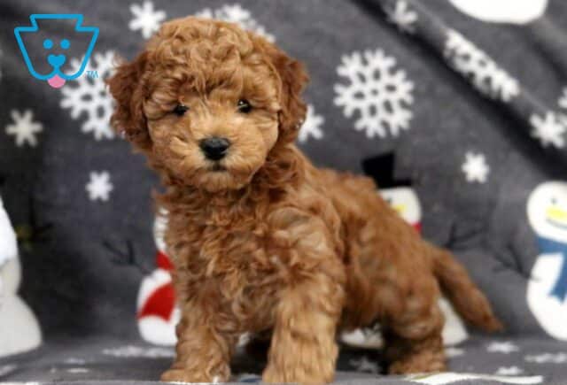 Pupcake Bichpoo2 image