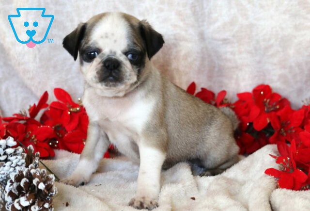 Pupcake Pug image