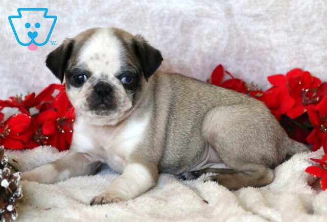 Pupcake Pug2 image