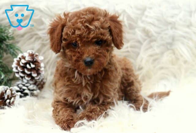Pupcake Toy Poodle image