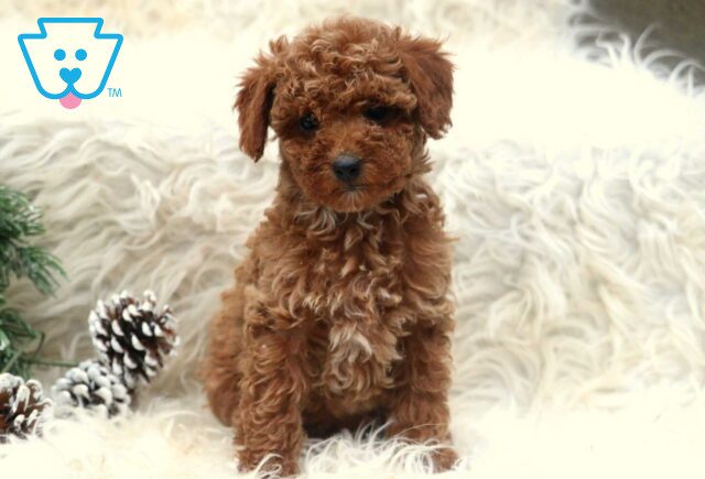 Pupcake Toy Poodle2 image