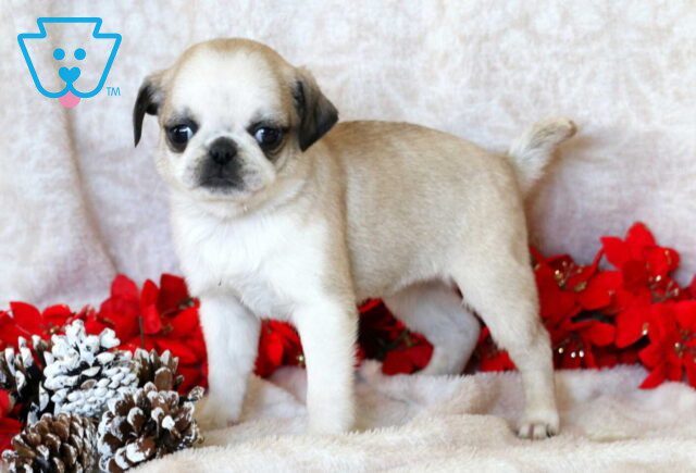 Purdy Pug2 image