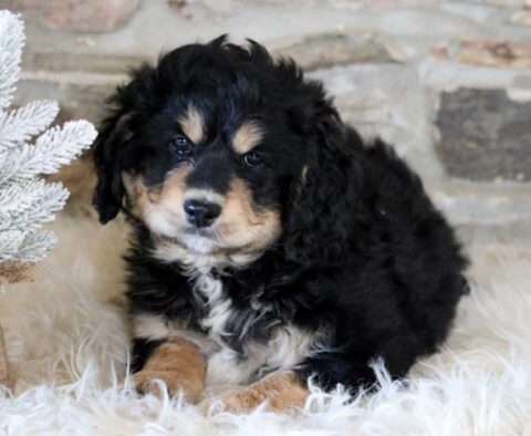 Racco Mini Bernedoodle