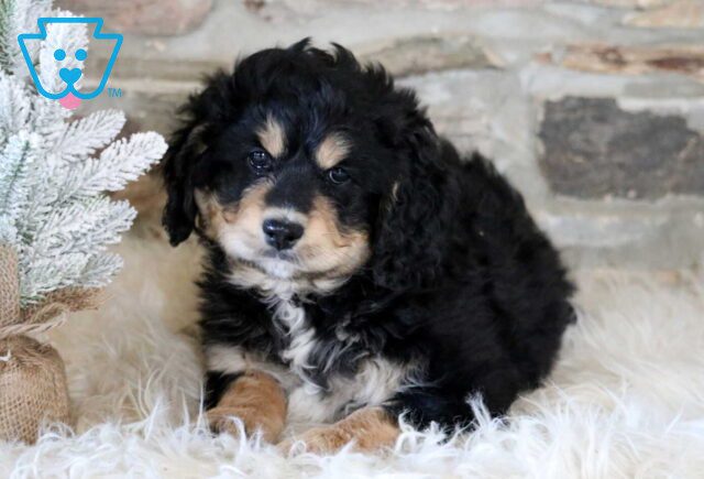 Racco Mini Bernedoodle image
