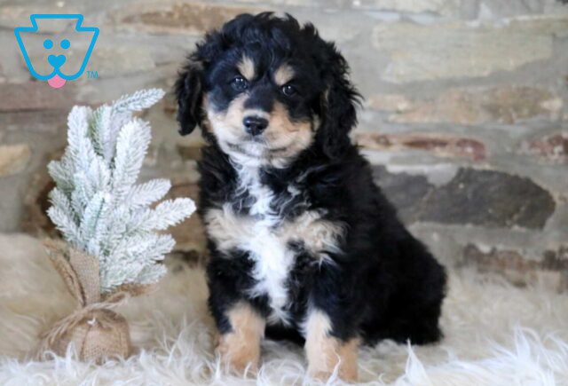 Racco Mini Bernedoodle2 image