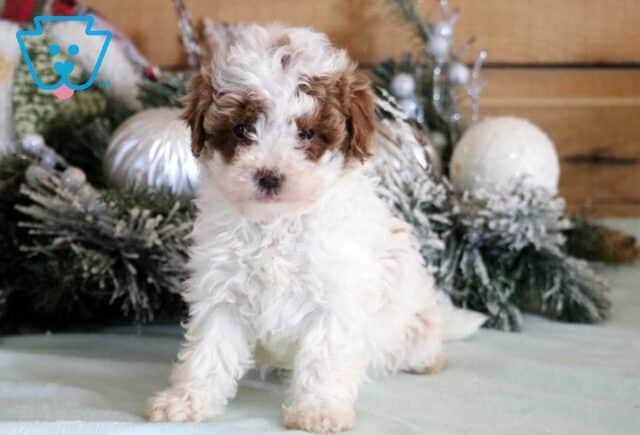 Rain Cavapoo image