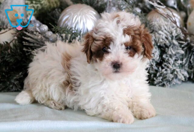 Rain Cavapoo2 image