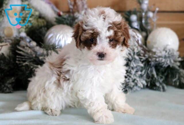 Rain Cavapoo3 image