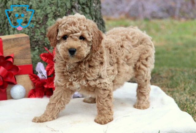 Rainbow Cockapoo image