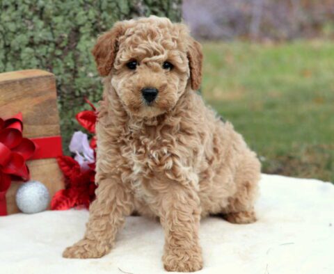 Rainbow Cockapoo2
