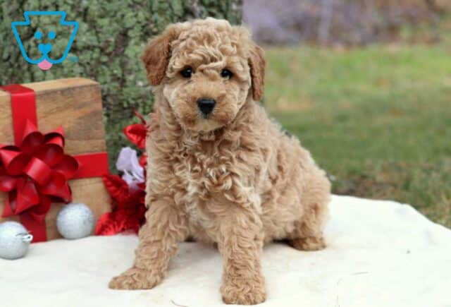 Rainbow Cockapoo2 image