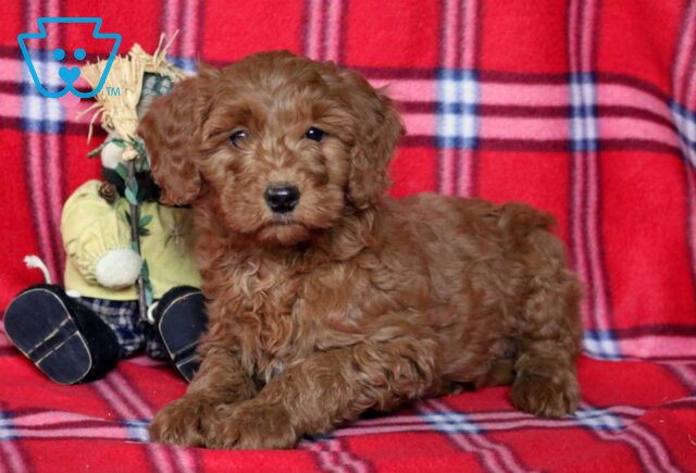 Rainy Goldendoodle image