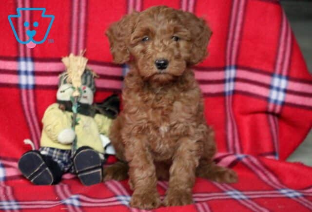 Rainy Goldendoodle2 image