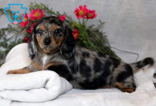 Rainy Mini Dach image
