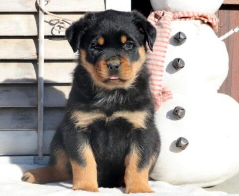 Rambo Rottweiler